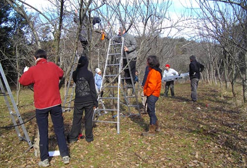 un groupe qui taille dans le verger